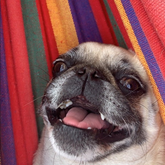 Meet your Posher, Lexi - Picture 1 of 1